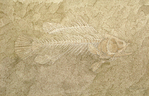 fish 2